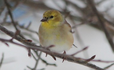 Female goldfinch in winter drab